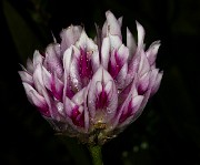 Trifolium  - Alpine Clover